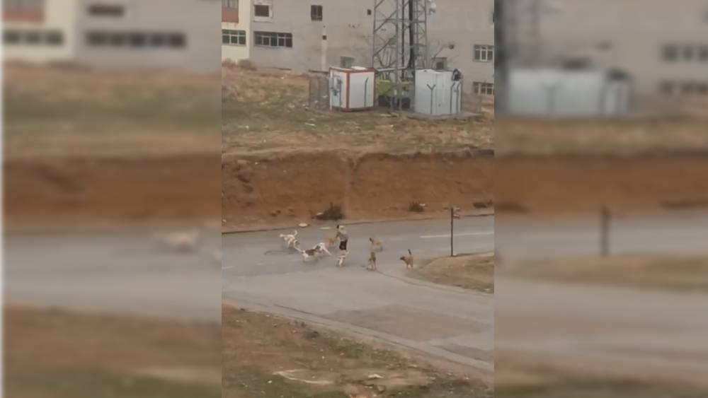 Ankara’da başıboş köpekler yoldan geçenlere saldırdı; o anlar kamerada