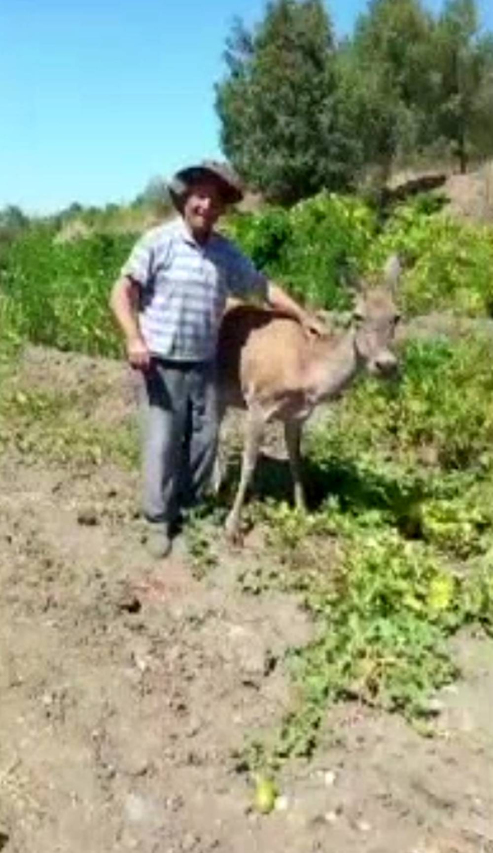 Kızıl geyik, tarlada kavun yerken görüntülendi