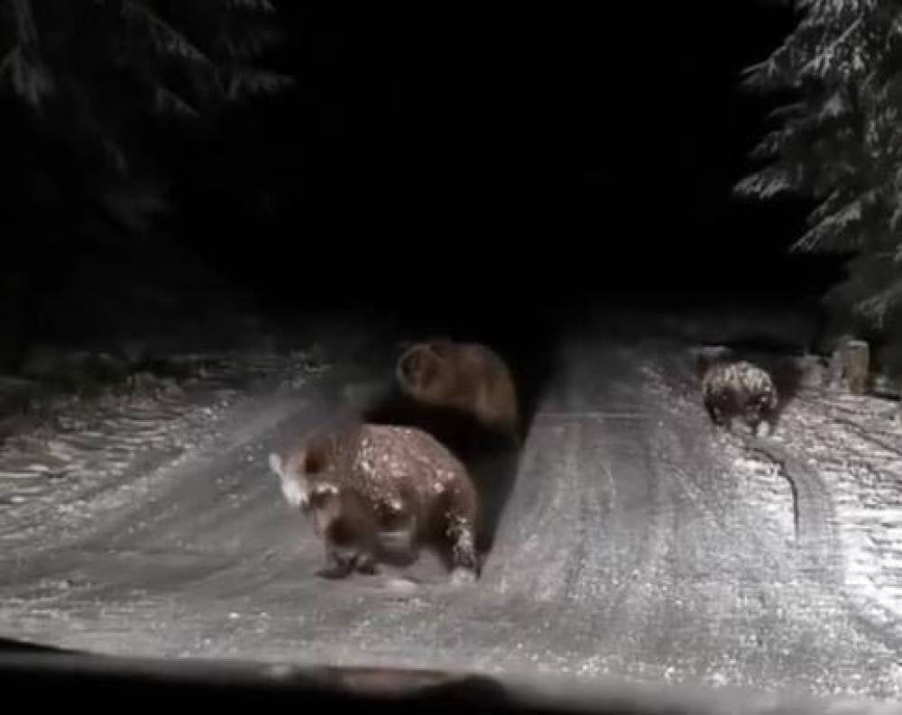 Bolu’da karlı yoldaki bozayılar kamerada 