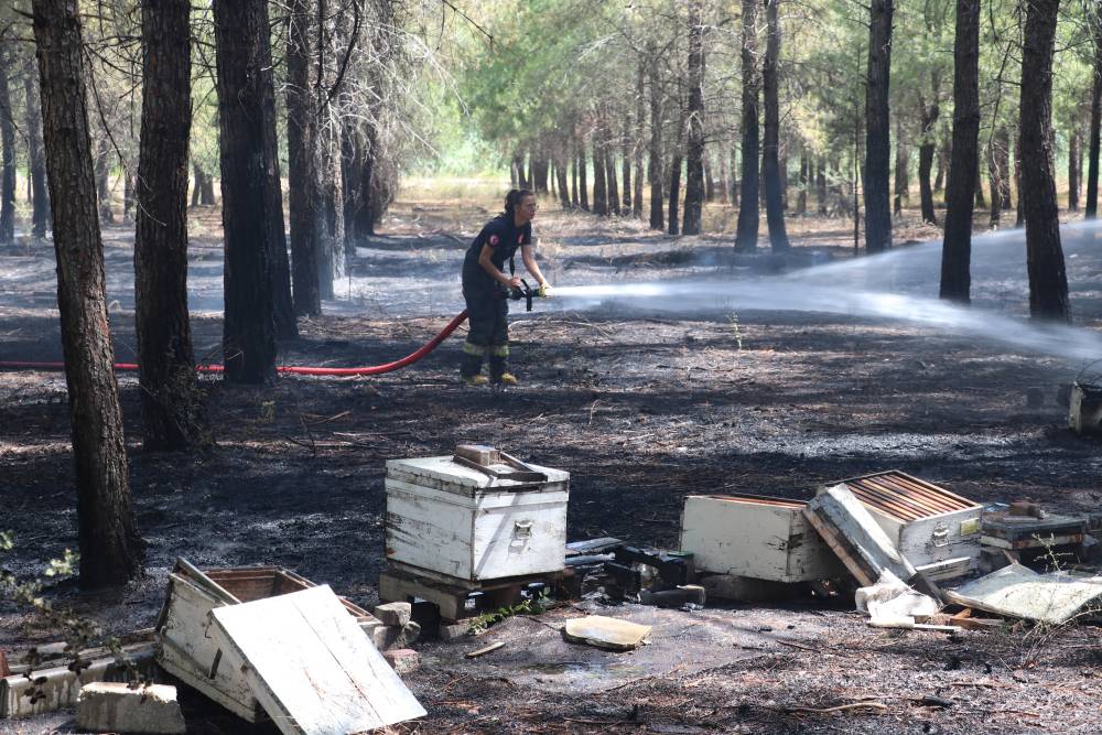 Antalya'da ormanlık alandaki yangında arı kovanları zarar gördü