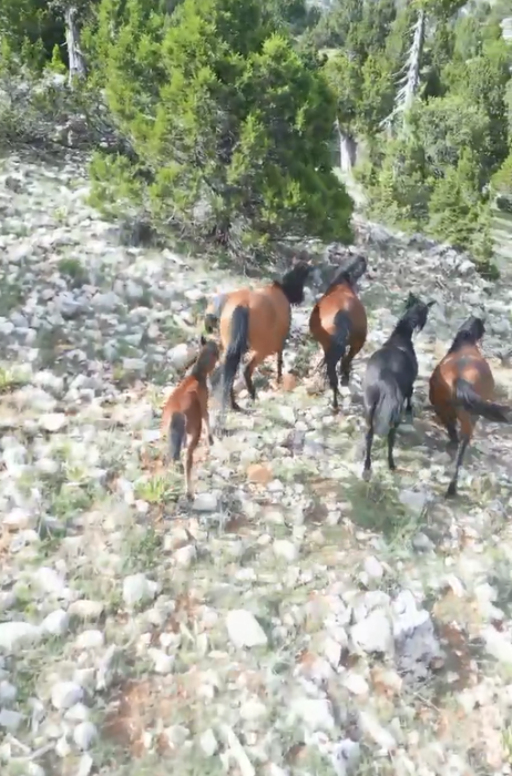 Bucak’ta Kestel Dağında Yaşayan Yılkı Atları Drone İle Görüntülendi 
